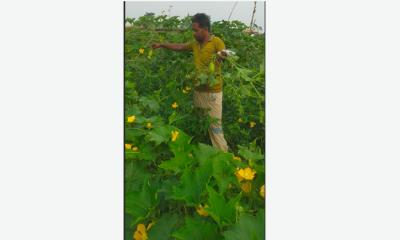 মিশ্র সবজি চাষে লাভবান কৃষক আলম মিয়া
