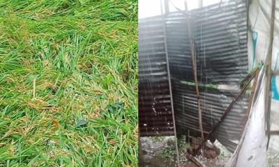 যশোরে শিলাবৃষ্টিতে ব্যাপক ফসলের ক্ষয়ক্ষতি