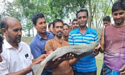 হাতিয়ার দিঘিতে এক মণ কোরাল, ৪০ হাজার টাকায় বিক্রি