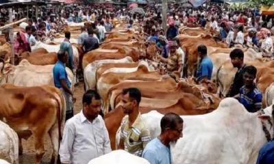 চট্টগ্রামে কোরবানির ঈদে ৯ লাখ পশুর চাহিদা, প্রস্তুত প্রায় ৮.৬ লাখ