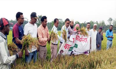 কমলগঞ্জে ব্রি-ধান ১০৮ চাষে সফল কৃষক মিঠু