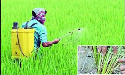 শ্রীবরদীতে পাকা ধানে কারেন্ট পোকার ভয়াবহ আক্রমণ, কৃষকের ঘুম হারাম