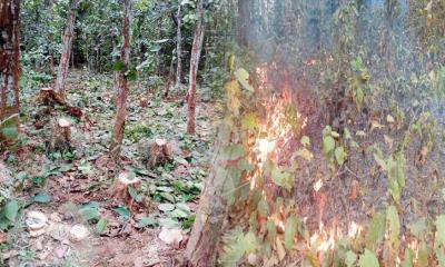 ধ্বংসের দ্ধারপ্রান্তে ভাওয়াল বনভূমি