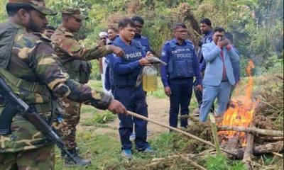 গুইমারায় ১০ কোটি টাকার অবৈধ গাঁজা ক্ষেত ধ্বংস