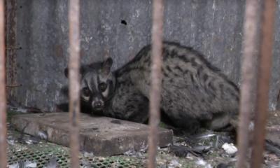 পঞ্চগড়ে বিরল প্রজাতির গন্ধগোকুল উদ্ধার