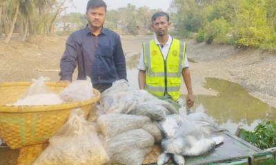 মনপুরায় অভিযান চালিয়ে মৎস্য আড়ৎ থেকে ২২০ কেজি অবৈধ মাছ জব্দ