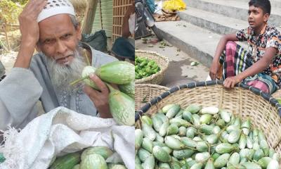 গুরুদাসপুরে বেগুনের কেজি ২ টাকা