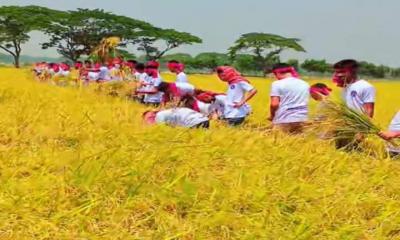 কৃষকের ধান কেটে বাড়িতে পৌঁছে দিল ছাত্রলীগ