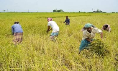 আত্রাইয়ে বোরো ধান কাটা-মাড়াই শুরু, আবহাওয়া নিয়ে শঙ্কা