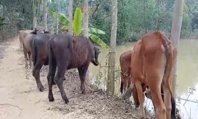 নালিতাবাড়ীতে মালিকবিহীন ৭টি গরু মহিষ উদ্ধার