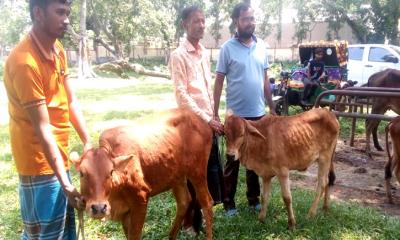 গৌরীপুরে গরু লাম্পি স্কিন ডিজিজে আক্রান্তের সংখ্যা বাড়ছে