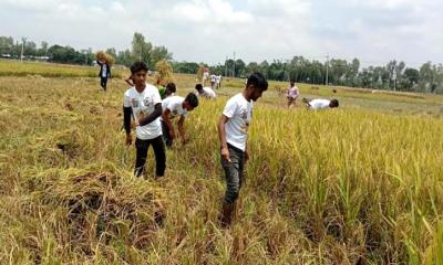 বোদায় অসহায় কৃষকের ধান কেটে দিল ছাত্রলীগের নেতাকর্মীরা