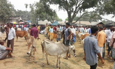 রাণীশংকৈলে পশুর হাটে অতিরিক্ত খাজনা আদায়, মিলছে না প্রতিকার