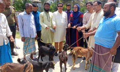 কাউখালীতে মৎস্য কার্ডধারী জেলেদের মধ্যে ছাগল বিতরণ