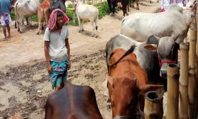 নড়াইলের কোরবানির পশুরহাটে নিরাপত্তায় পুলিশের কন্ট্রোল রুম