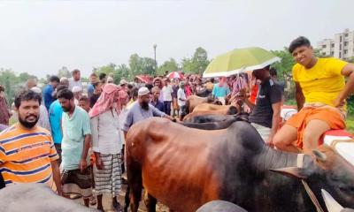 খামারীদের মুখ মলিন, খুশি ক্রেতারা