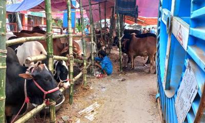 এক সপ্তাহ আগেই কোরবানির হাটে পশু, নিশ্চুপ দুই সিটি