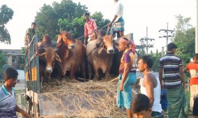 উল্লাপাড়া থেকে গরু যাচ্ছে মোকাম বাজারে