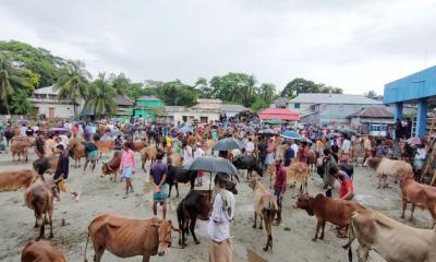 আমতলীতে জমজমাট পশুর হাট