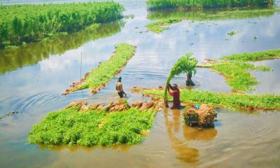 মাধবপুরে সোনালী আঁশ কাটা ও জাগ দিতে ব্যস্ত কৃষকরা