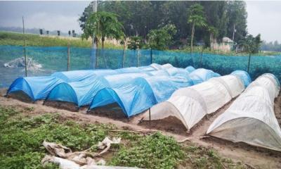 উল্লাপাড়ায় আগাম ফুলকপি আবাদে ব্যস্ত কৃষকরা