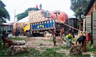 উল্লাপাড়ায় বন্দরের গুদামে নতুন পাট