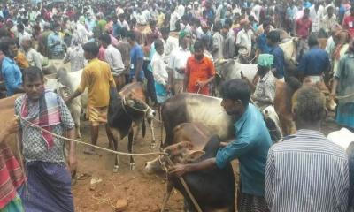 রাণীশংকৈলে পশুর হাটে অতিরিক্ত খাজনা আদায়, অভিযানেও মিলছে না প্রতিকার