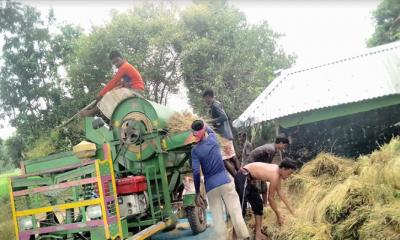 নিয়ামতপুরে আউশ ধান কাটা-মাড়াইয়ে ব্যস্ত কৃষক