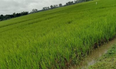 বোদায় স্বস্তির বৃষ্টি, কৃষকের মুখে হাসি