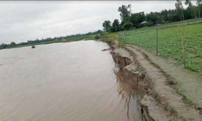 সুন্দরগঞ্জের চরাঞ্চলে ভাঙন, তিস্তার পানি স্থিতিশীল