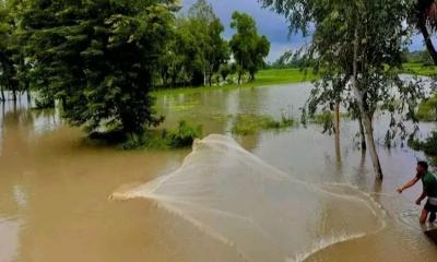 নিয়ামতপুরে টানা বৃষ্টিতে ভেসে গিয়েছে পুকুরের মাছ