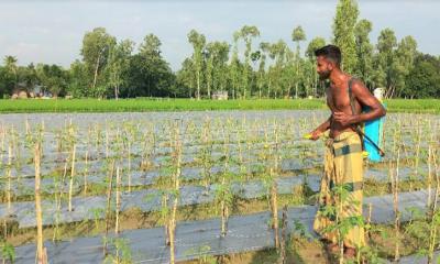 উল্লাপাড়ায় আগাম টমেটোয় স্বপ্ন বুনছেন কৃষক