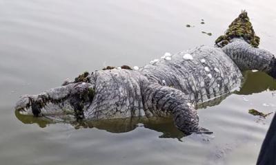 খান জাহান আলীর মাজারে কুমিরের মৃত্যু