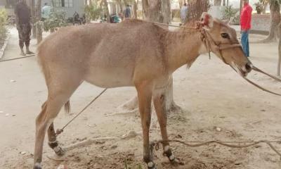 বালিয়াডাঙ্গীতে নীলগাই উদ্ধার