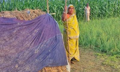 ক্ষেত থেকে চুরি হচ্ছে পেঁয়াজ, পাহারায় কৃষক