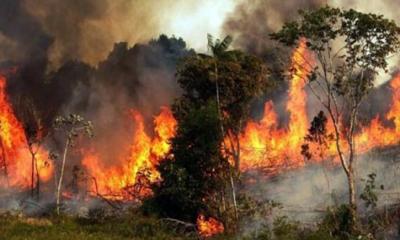 সুন্দরবনে আগুন: সকাল থেকে কাজ শুরু করবে ফায়ার সার্ভিস