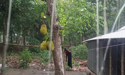 অবশেষে ফরিদপুরে স্বস্তির বৃষ্টি