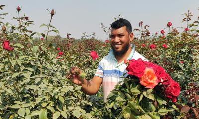 চাঁপাইনবাবগঞ্জে ফাগুনের প্রথম দিনে ফুল ফুলে শোভা ছড়াচ্ছে সাদিকুল ইসলামের গোলাপ