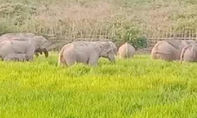 বন্যহাতির কবলে পড়ে কৃষক নিহত