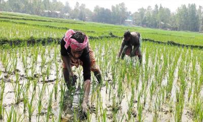 ভাঙ্গুড়ায় লক্ষ্যমাত্রার চেয়ে বেশি বোরো ধানের আবাদ