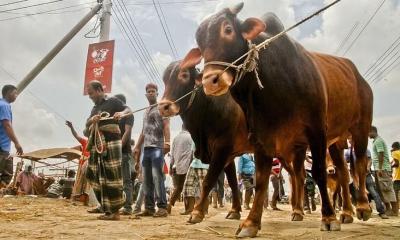 ‘কোরবানিতে চাহিদার চেয়ে ২১ লাখ পশু বেশি আছে’