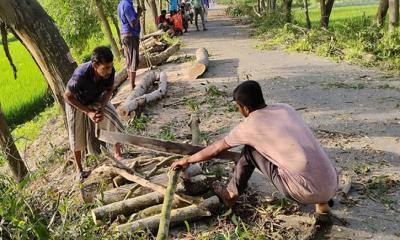 বন বিভাগের ভুল টেন্ডারে কাটা হচ্ছে রাস্তার গাছ