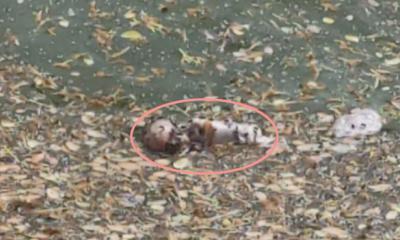 অভযনগরে পুকুর  থেকে নবজাতকের মরদেহ উদ্ধার