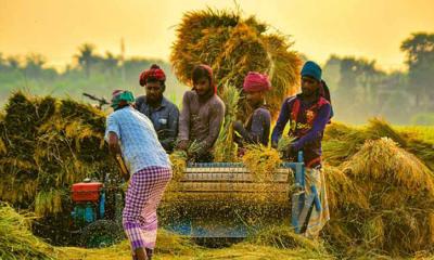 এ বছর ৩৬ টাকায় ধান, ৪৯ টাকায় চাল কিনবে সরকার