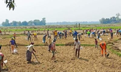 তানোরে বহিরাগত নারী পুরুষের আলু কুড়ানোর ধুম