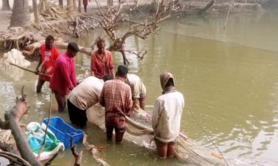 আদমদীঘিতে খাস পুকুরের অর্ধকোটি টাকার পোনামাছ জব্দের অভিযোগ