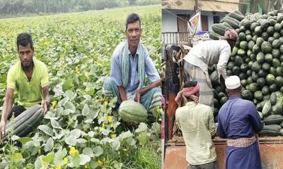 চাষীদের বাঙ্গি চাষে আগ্রহ বাড়ছে 