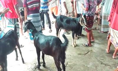 রাজশাহীর নওহাটা পশুর হাটে অতিরিক্ত অর্থ আদায়ের অভিযোগ