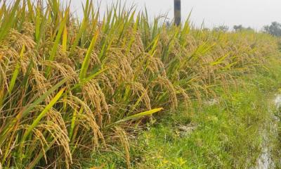 জমিতে রাসেল ভাইপার আতঙ্ক,পাঁকা ধান কাটতে পাওয়া যাচ্ছে না শ্রমিক