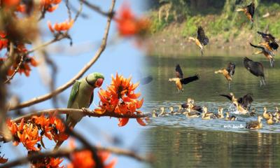 রাজধানীবাসীর স্বস্তির এক টুকরো সবুজ বাতায়ন বোটানিক্যাল গার্ডেন